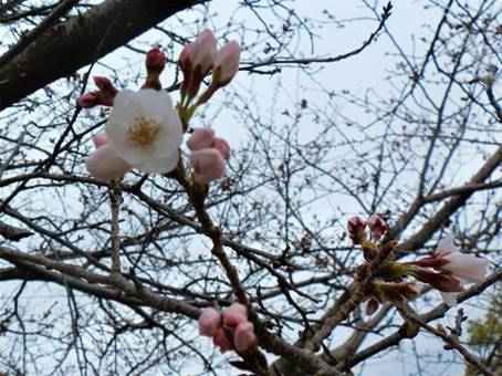 ピンクの花が咲いている木の枝

中程度の精度で自動的に生成された説明