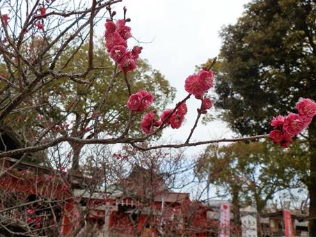 �s���N�̉Ԃ��炢�Ă����

�����I�ɐ������ꂽ����