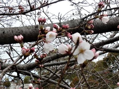 �s���N�̉Ԃ��炢�Ă���؂̎}

�����x�̐��x�Ŏ����I�ɐ������ꂽ����