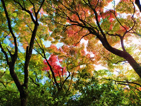 �؂̎}

�����I�ɐ������ꂽ����