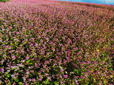 ���̉Ԃ��炢�Ă���

�����x�̐��x�Ŏ����I�ɐ������ꂽ����