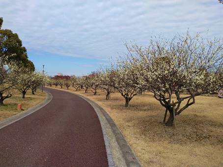 ���̏�ɂ��铹

�Ⴂ���x�Ŏ����I�ɐ������ꂽ����