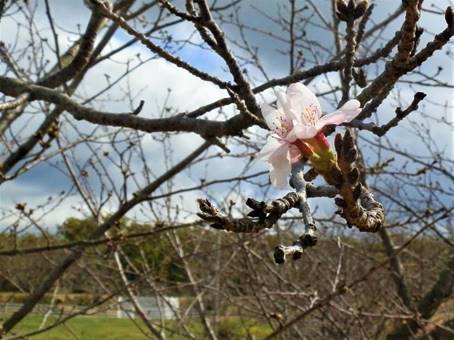 �؂̎}�Ɏ~�܂��Ă��钹

�����x�̐��x�Ŏ����I�ɐ������ꂽ����