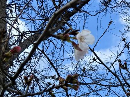 �؂̎}�Ɏ~�܂��Ă��钹

�����I�ɐ������ꂽ����