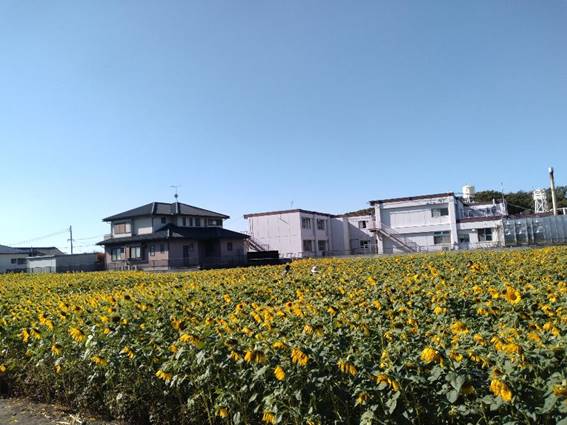 �Ђ܂�蔨�̉�

�����x�̐��x�Ŏ����I�ɐ������ꂽ����