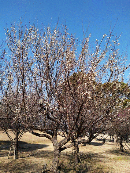 �X�̒��̖�

�����I�ɐ������ꂽ����