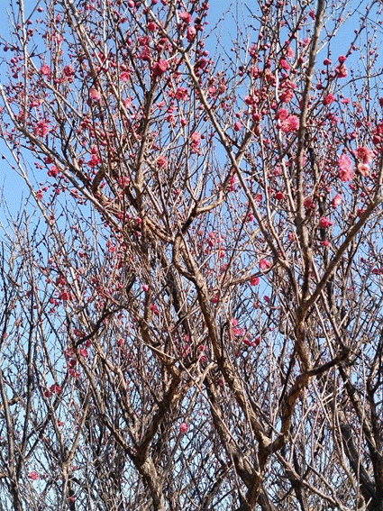 �؂̎}

�����I�ɐ������ꂽ����